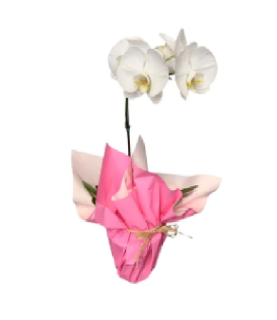 Orquídea Phaleanópolis